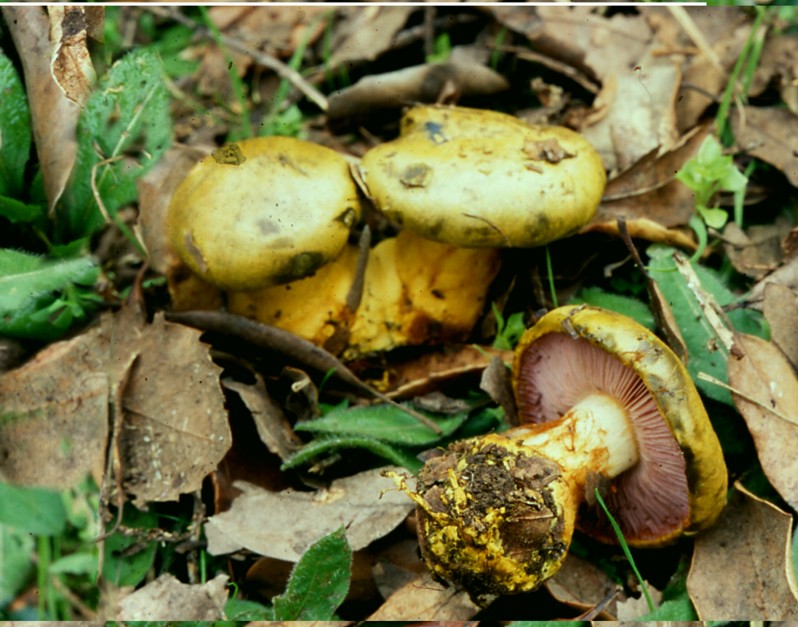 Clitocybe costata